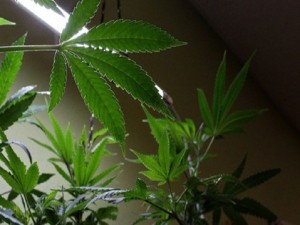 Legalizing-Marijuana-e1408701622243