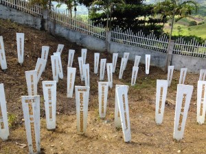 NOVEMBER 21, 2013 NOT FORGOTTEN The names of the victims of the Nov. 23, 2009 Maguindanao Massacre are written on markers at the carnage site in Barangay Salman, Ampatuan town in Maguindanao. PHOTO BY NICO ALCONABA / INQUIRER MINDANAO