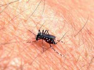 aedes-mosquito