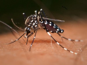 zika virus2