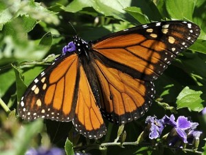 This photo taken Oct. 25, 2014 shows a Monarch butterfly feeding on a Duranta flower in Houston. The federal government pledged $3.2 million on Monday to help save the monarch butterfly, the iconic orange-and-black butterfly that can migrate thousands of miles between the U.S. and Mexico each year. It has experienced a 90 percent decline in population recently. About $2 million will restore more than 200,000 acres of habitat from California to the Corn Belt, including more than 750 schoolyard habitats and pollinator gardens. The rest will be used to start a conservation fund that will provide grants to farmers and other landowners to conserve habitat. (AP Photo/Pat Sullivan)