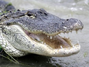 alligator