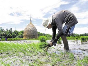 rice farmers willie lomibao