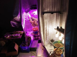 improvised marijuana lab