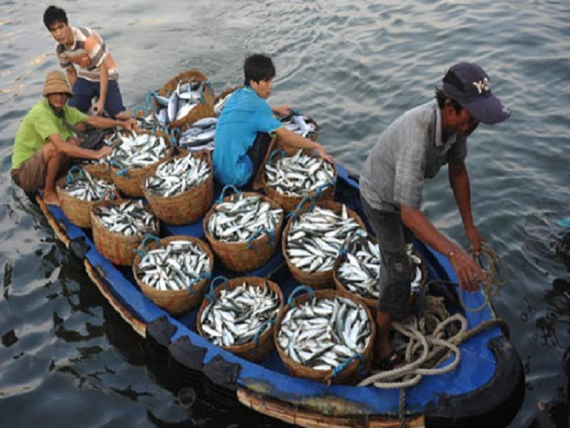 Морской промысел это. Рыбный промысел Китая. Промысел морской рыбы. Хайнань рыбный рынок. Вьетнам морские промыслы.