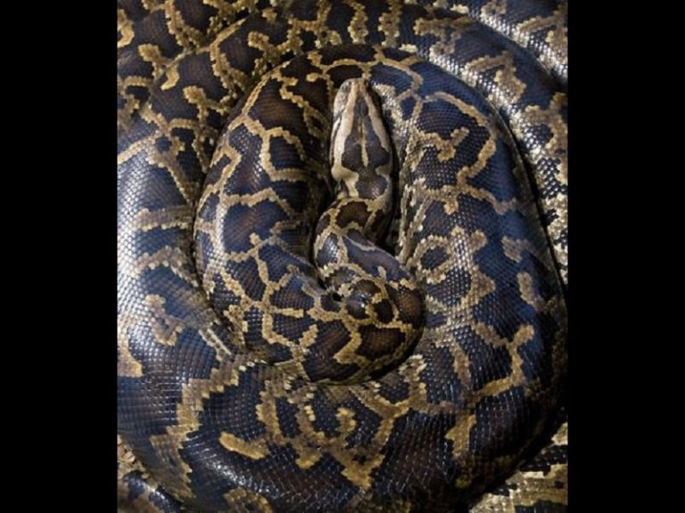 Babae kinain ng sawa sa Indonesia | DZIQ Radyo Inquirer 990AM