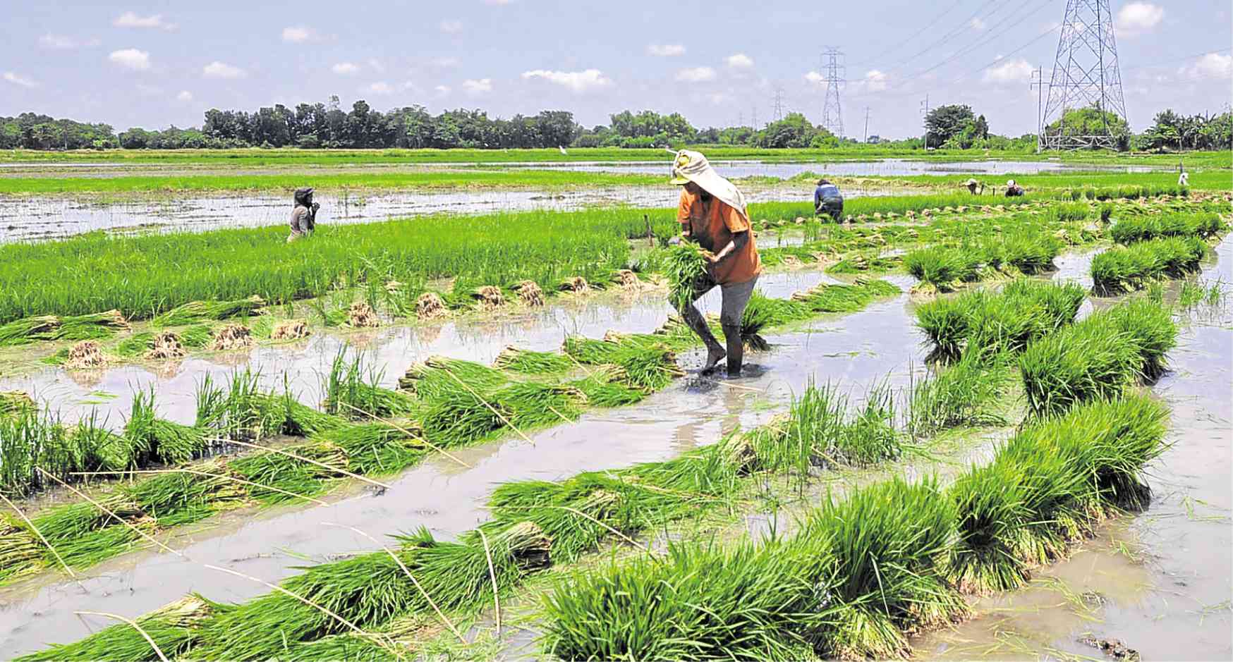 PHOTO: Farmer n a rice field STORY: Sen. Imee Marcos nais akitin mga kabataan sa agrikultura