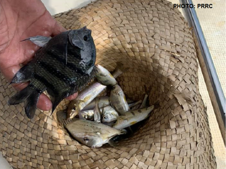 Ibat Ibang Uri Ng Isda Nabingwit Sa Tinaguriang Baseco Beach Dziq 5796