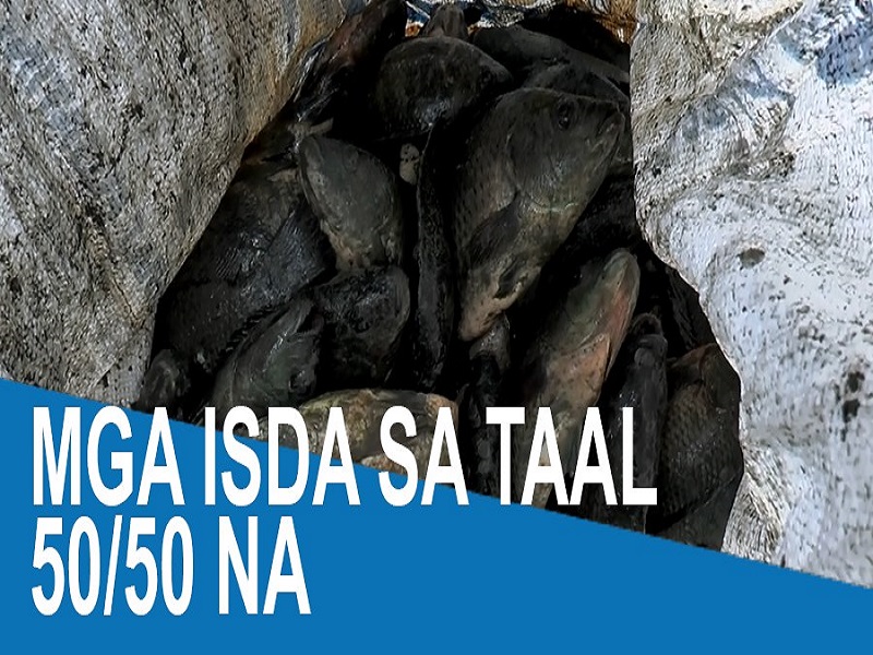 WATCH: Mga isda sa Taal 50/50 na | DZIQ Radyo Inquirer 990AM