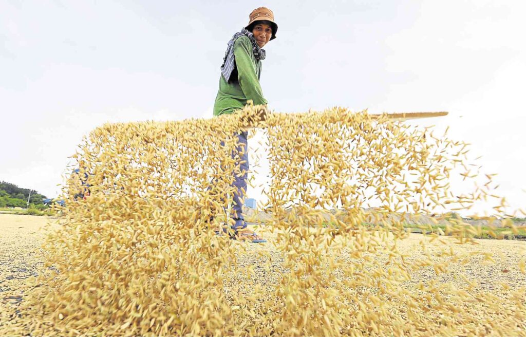 PHOTO: Rice farmer in the field