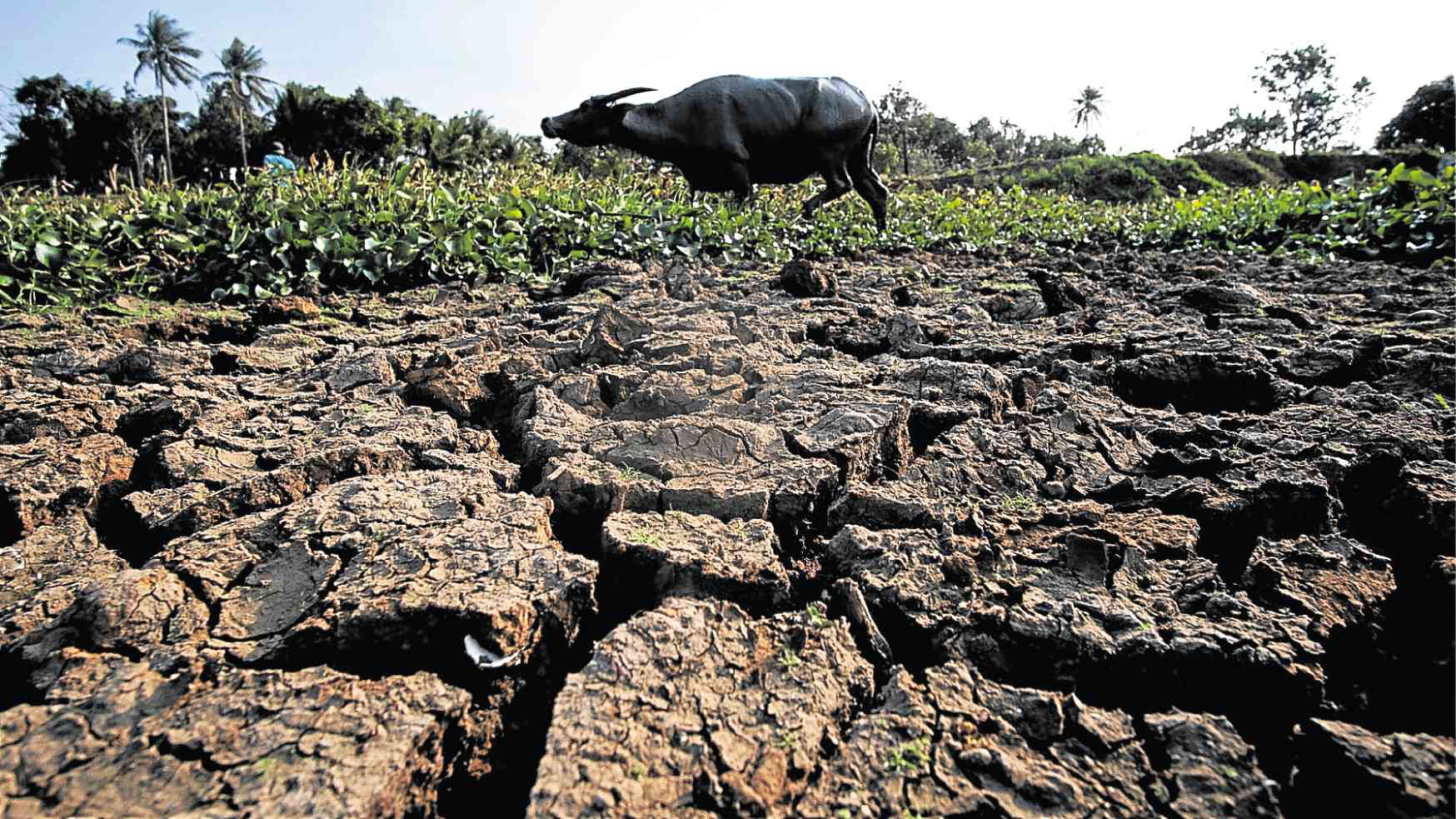 PHOTO: Cracked earth due to El Niño STORY: El Niño ayuda tiniyák ni Marcos na aabót sa buóng Pilipinas