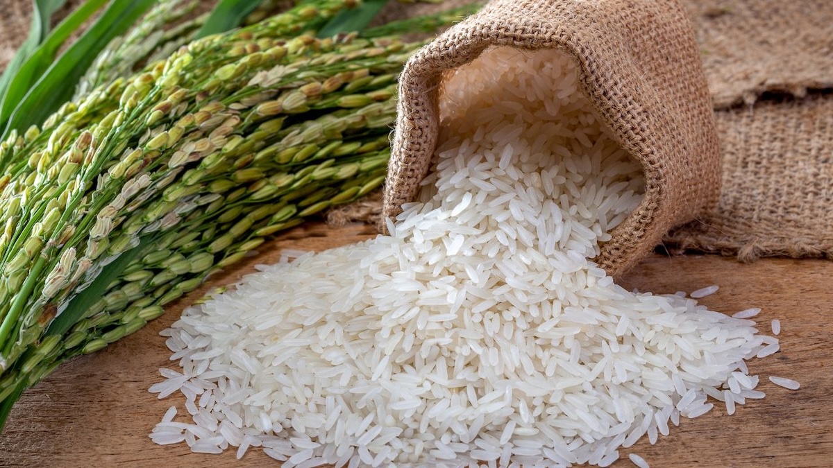 PHOTO: Stock image of rice grains and stalk